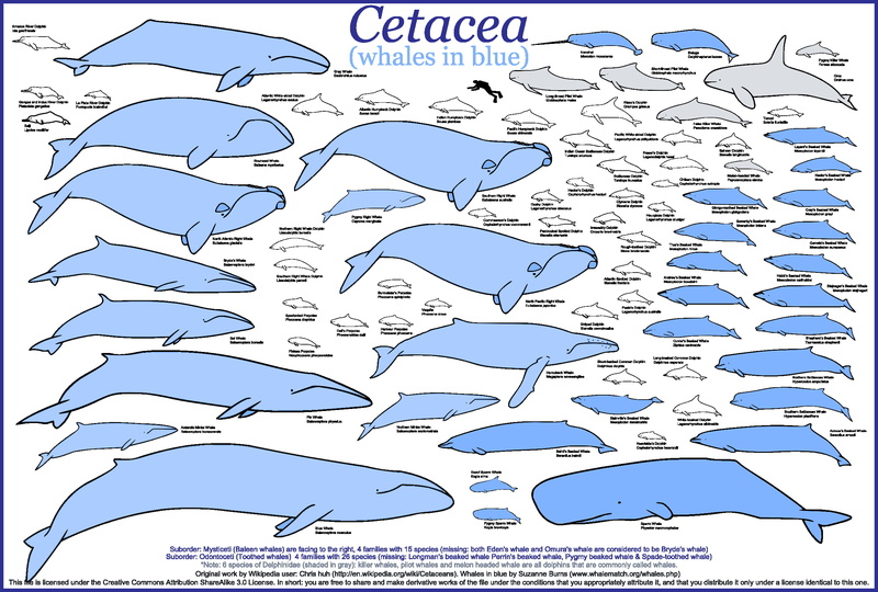 whale, animals, graphic design, 1080P