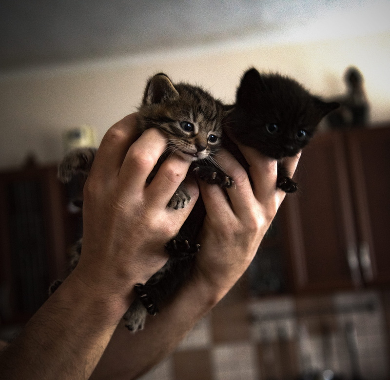czechia, domestic animals, domestic, one animal, beuatiful, vertebrate, human hand, animal wildlife, close-up, focus on foreground, human body part, one person