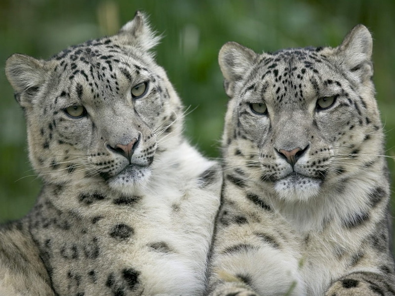 480P, s, animals, wild, art, Twins, cats, exotic, twin, beuatiful, hd, jpg