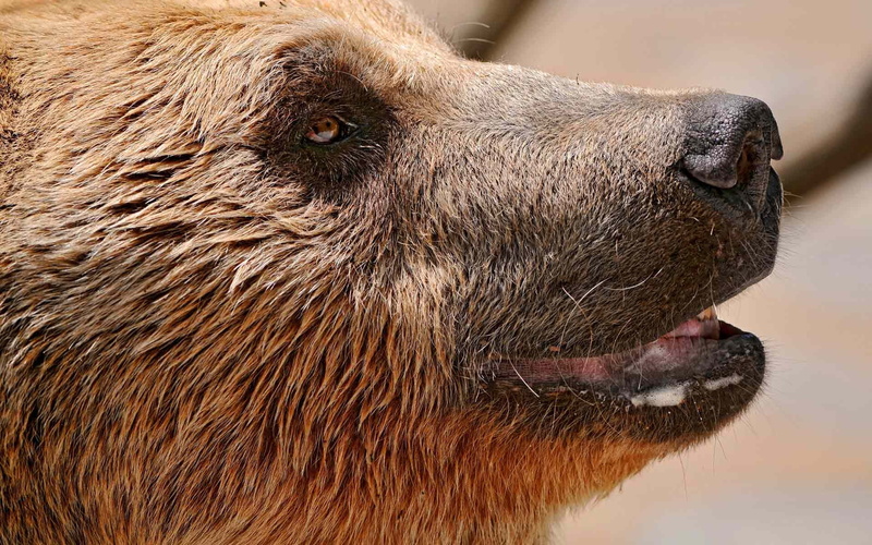endangered Species, snout, looking away, brown, fur, digital, side view, looking, carnivore, animal body part, zoo, 1080P, mammal, animal, no people