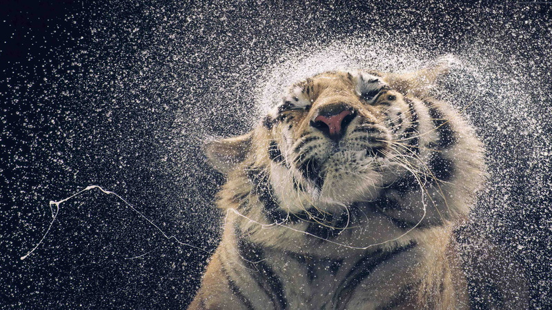 4K, DROPS, TIGER, DROOL, FACE, SQUIRT, WATER