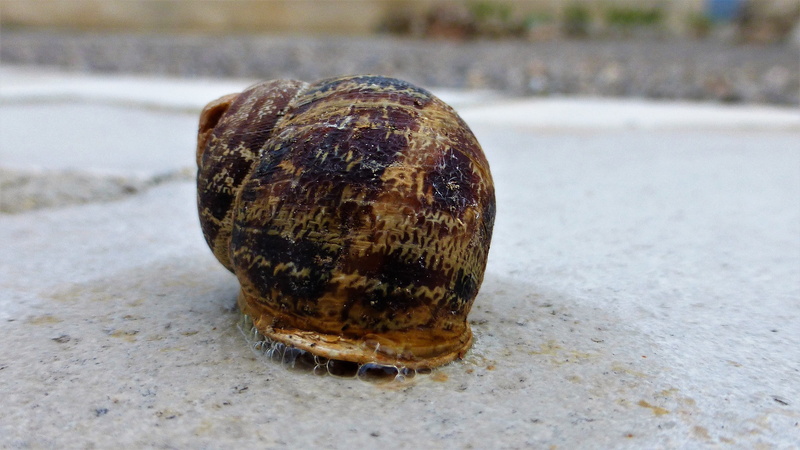 outdoors, shell, one animal, sand, water, mollusk, animal themes, animal shell, animals in the wild, 4K, close-up, no people, focus on foreground, beach