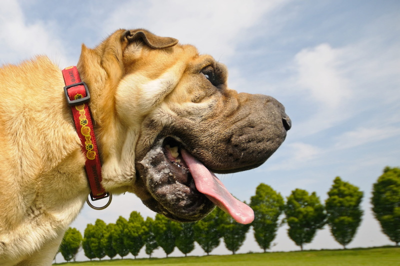 canine, Dog, 1080P, domestic animals, mouth, one animal, outdoors, mouth open, panting, collar, domestic, animal mouth, animal tongue, sky, sticking out tongue