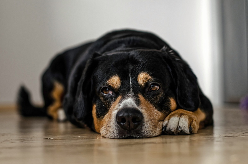 portrait, brown, domestic animals, furry, sleepy, brown dog, purebred dog, pets, animal, no people, mammal, cute dog, adorable, black and brown, indoors