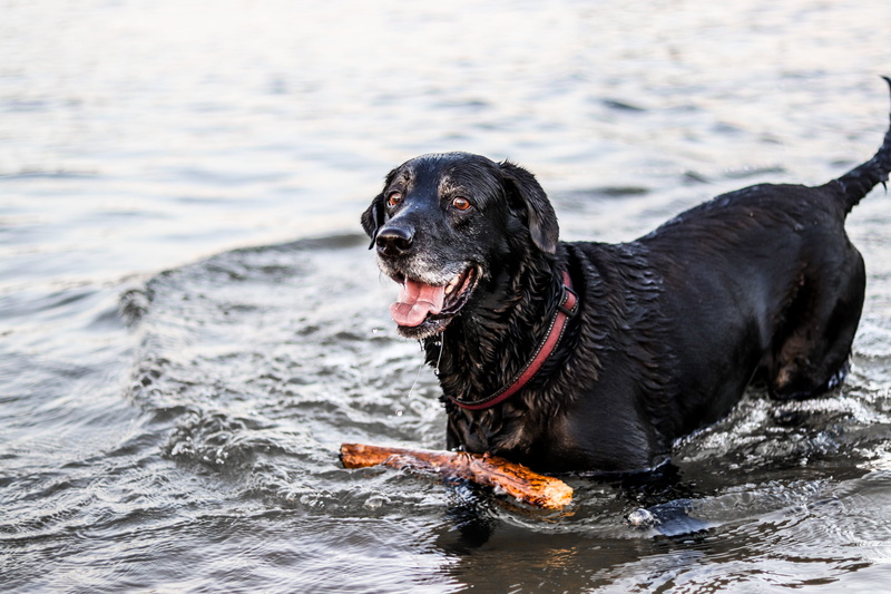 no people, domestic, black color, retriever, animal, river, looking, black, labrador, outdoors, nature, wet, black labrador, swim, animal themes, drool