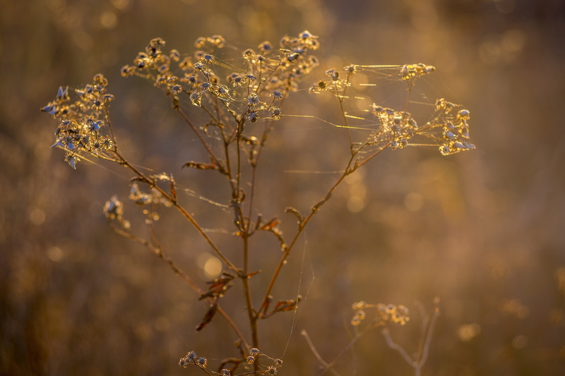 inflorescence, backlight, beauty in nature, sheet, plant stem, day, bokeh, heat, focus on foreground, nature, flowering plant, stem, flower, indian summer