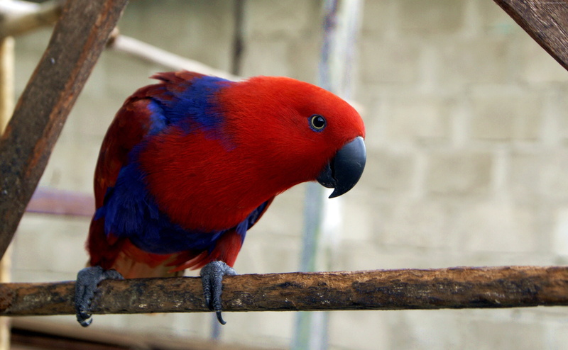 electus parrot, red, Eclectus roratus, Gag Island, 2K