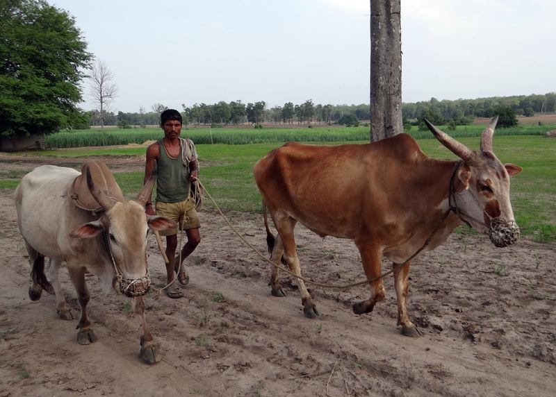 standing, domestic, cattle, field, day, nature, full length, 4K, countryside, oxen, mammal, animal wildlife, herbivorous, gagged, vertebrate, one person