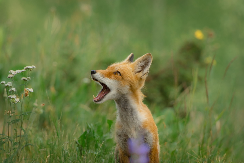 animal wildlife, no people, grass, funny, gray, looking, forest, pets, sideways, orange, opening, field, animal themes, animals in the wild, daytime, mouth
