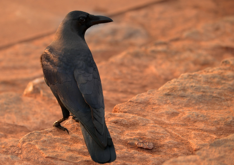 perching, looking, no people, land, wildlife, animal themes, nature, focus on foreground, bird, one animal, animal wildlife, day, arid climate, outdoors