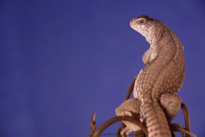 vertebrate, blue background, looking, one animal, animal wildlife, low angle view, close-up, animals in captivity, mouth open, no people, animal, iguana
