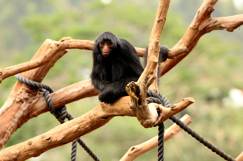 animal wildlife, plant, sitting, ape, focus on foreground, animals in the wild, no people, 5K, monkey, primate, vertebrate, spider monkey, wild, tree