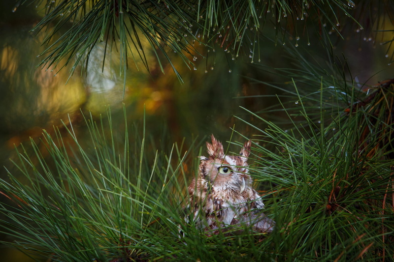 green, forest, birds, 1080P, owl, animals, water drops, wet, pine trees