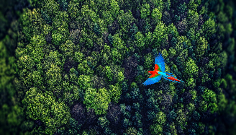 nature, forest, outdoor, trees, green, flying, bird, perspective, red, blue, red, on top, top, summer, 4K, blue, green bird
