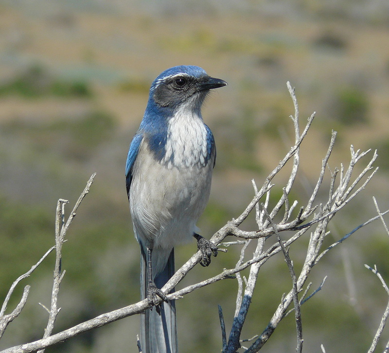 jay, gray tree, western, white bird, gray, animals In The Wild, birds  Birds, blue, Aphelocoma californica, twig, Montana de Oro State Park, aphelocoma