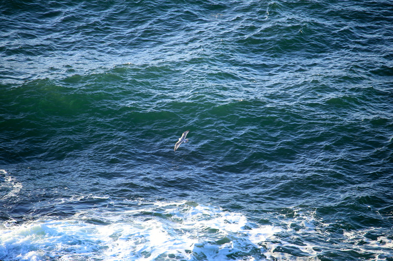 animal, animal themes, animals in the wild, water, bird, marine, animal wildlife, waterfront, sea, no people, scenics - nature, outdoors, day, seagull
