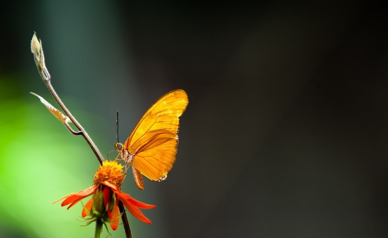 animal wing, vulnerability, focus on foreground, animal, insect, animal themes, outdoors, nature, flower, butterfly, animal wildlife, fragility, butterfly - insect
