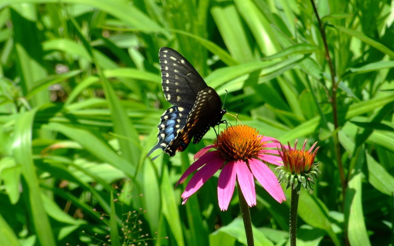 1080P, insect, macro, animals, plants, lepidoptera