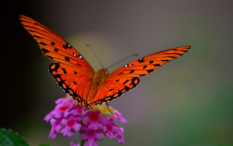 macro, insect, animals, lepidoptera, plants, 1080P