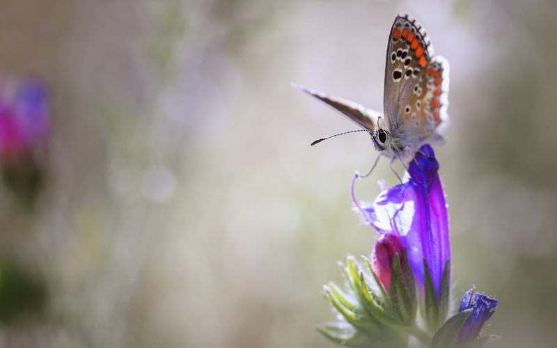 animals, one animal, plant, outdoors, animal wildlife, no people, butterfly - insect, pollination, flowering plant, fragility, nature, beauty in nature