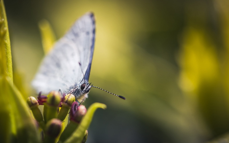 animal wildlife, animal, vulnerability, fragility, no people, pollination, insect, animal themes, animal wing, one animal, purple, flower, flower head