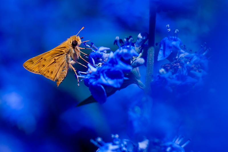 animal, lepidoptera, flowering plant, one animal, pollination, plants, animal wildlife, macro, flower, blue, beauty in nature, insect, animal themes, vulnerability