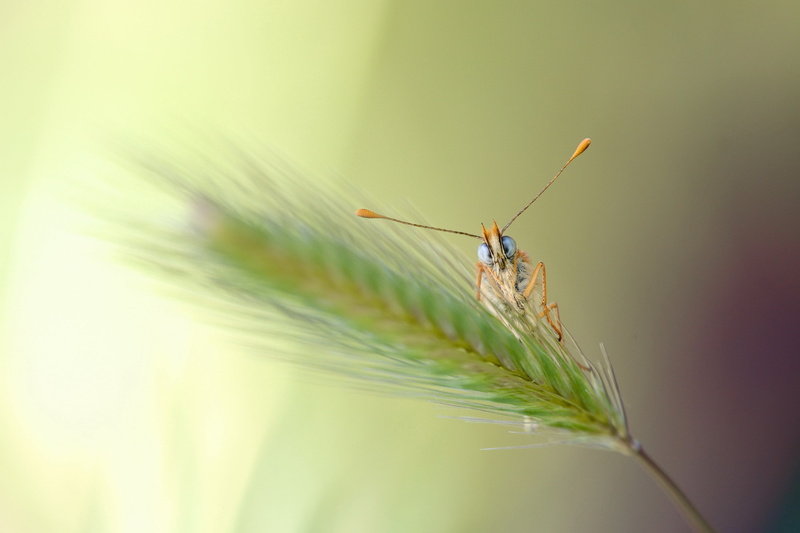 macro, animal wing, animal, invertebrate, close-up, plant, nature, zoology, animal wildlife, one animal, green color, selective focus, no people, animals in the wild