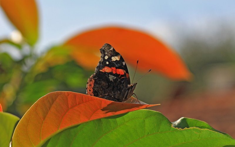 butterfly - insect, animals, leaf, lepidoptera, close-up, flower, nature, animals in the wild, plants, no people, butterfly, animal themes, animal wildlife