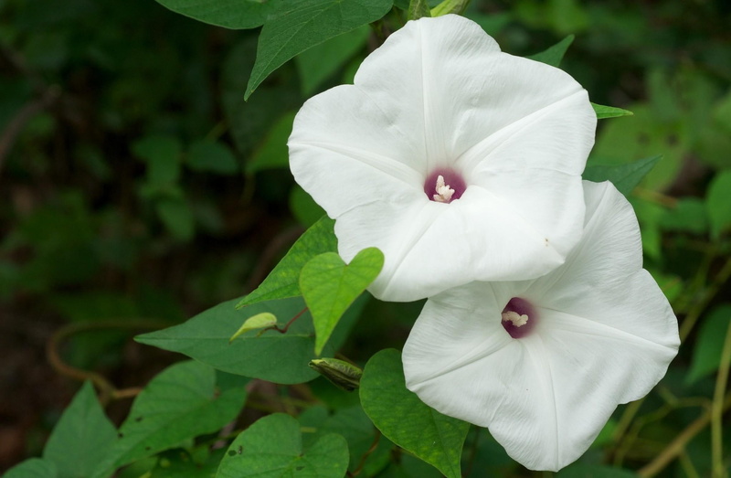 green, nature and landscapes, glory, 1080P, morning, leaves, white, flower