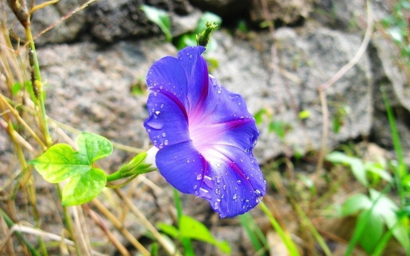close-up, purple, inflorescence, crocus, plant, iris, photography, fragility, outdoors, 1080P, purity, day, flower, flower head, blue, leaf