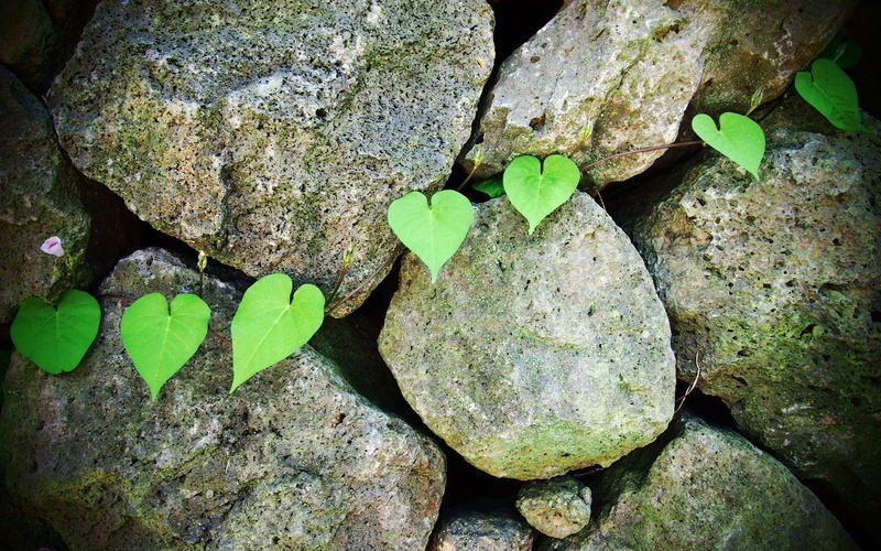 Green, Leaf, Glory, Morning, 1080P, Stones