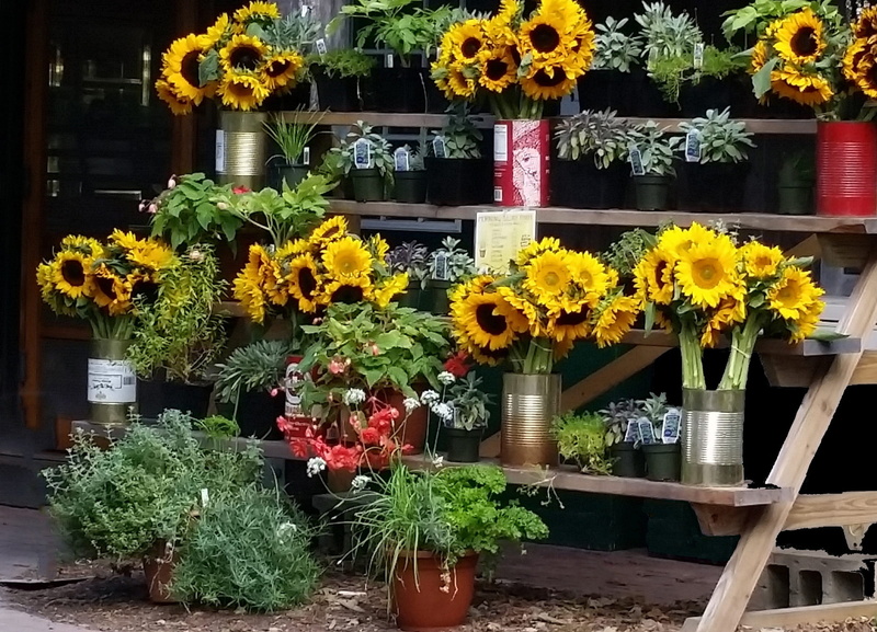 day, inflorescence, flower Pot, store, floral, nature, growth, bloom, botany, springtime, Farms, flower arrangement, flowering plant, for sale, morning