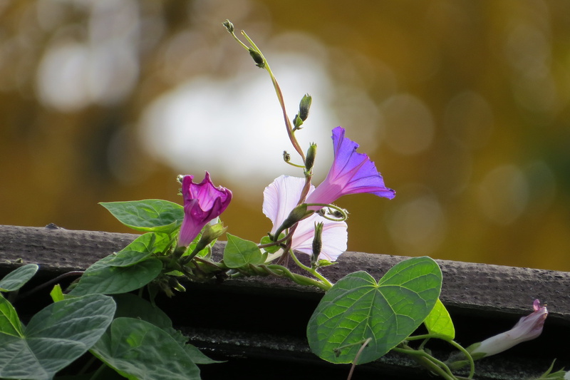 flower, nature, pollen, wildflower, no people, purple, flowering plant, horticulture, plant part, pink, selective, agriculture, stem, inflorescence, close-up