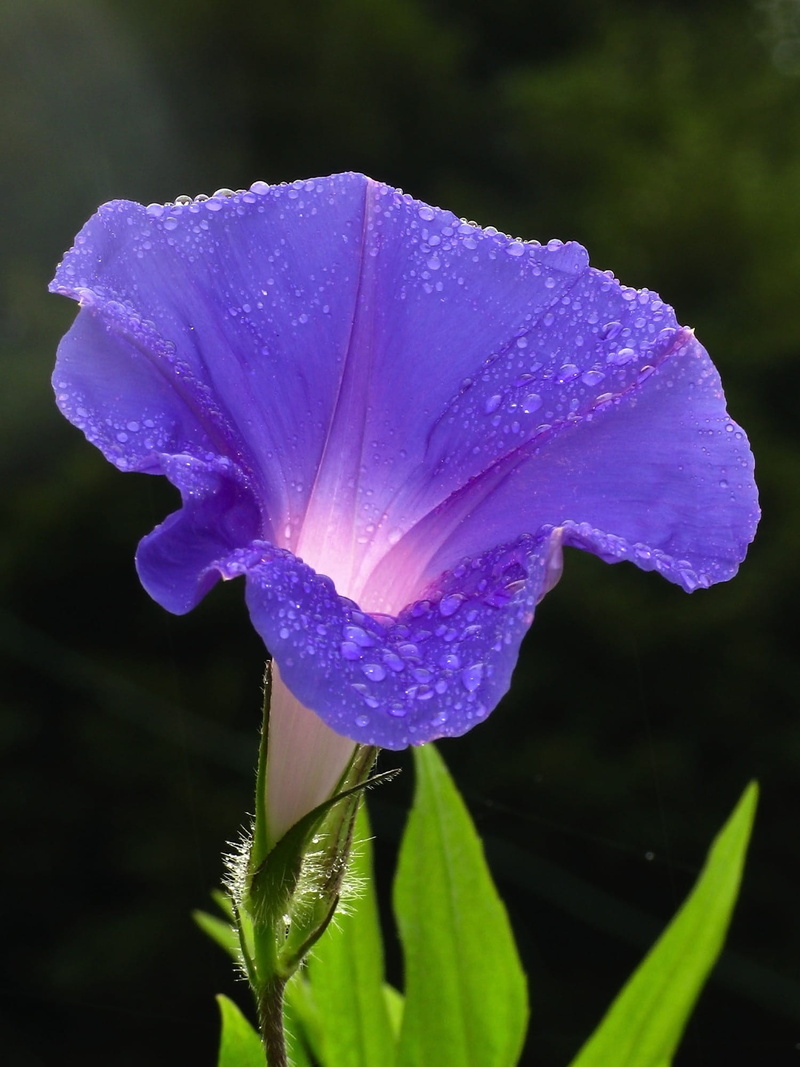 freshness, growth, focus on foreground, flower Head, close, iris - plant, violet, morning glory, purity, wet, pollen, macro, flowering plant, purple Morning Glory