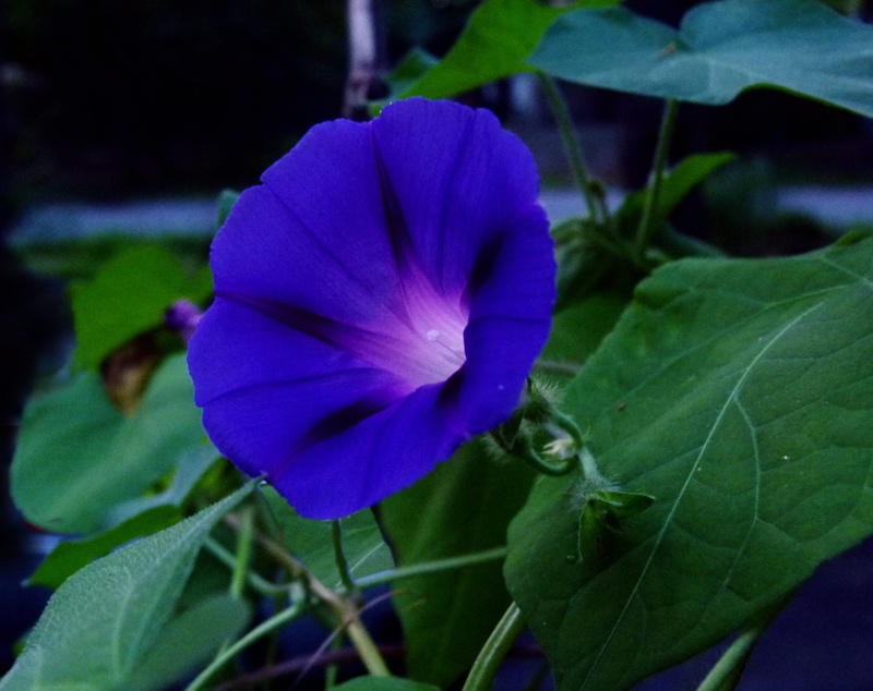 morning glory, plant, freshness, day, ipomoea, beauty in nature, nature, green color, flower, petal, flowering plant, flower head, outdoors, 2K, fragility