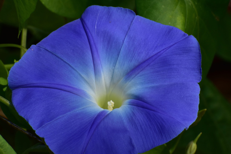freshness, flower head, morning glory, 5K, pollen, close-up, flower, fragility, beauty in nature, bloom, day, focus on foreground, vine, floral, plant