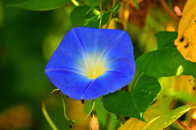 nature, plant part, beauty in nature, morning glory, 4K, flower, vulnerability, freshness, lead, leaf, foliage, no people, flower head, flowering plant