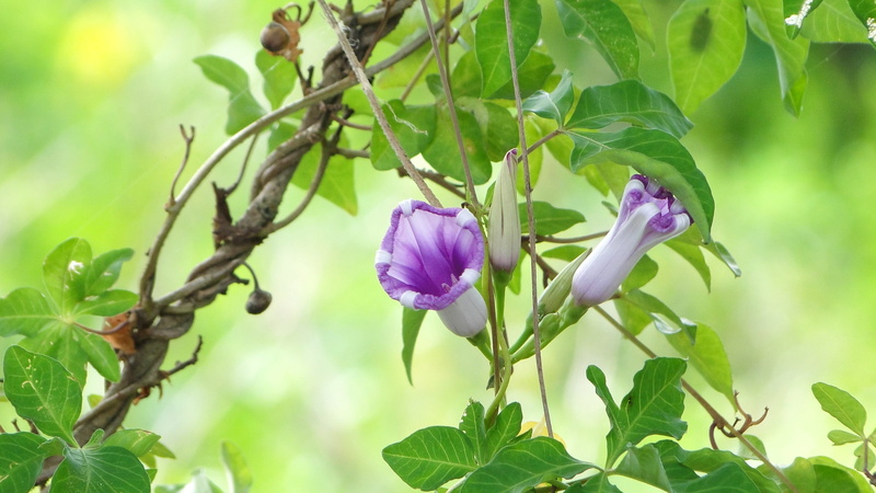 Plant, focus on foreground, Flower, growth, close-up, bloom, fragility, plant part, freshness, Morning Glory, petal, flower head, nature, flowering plant