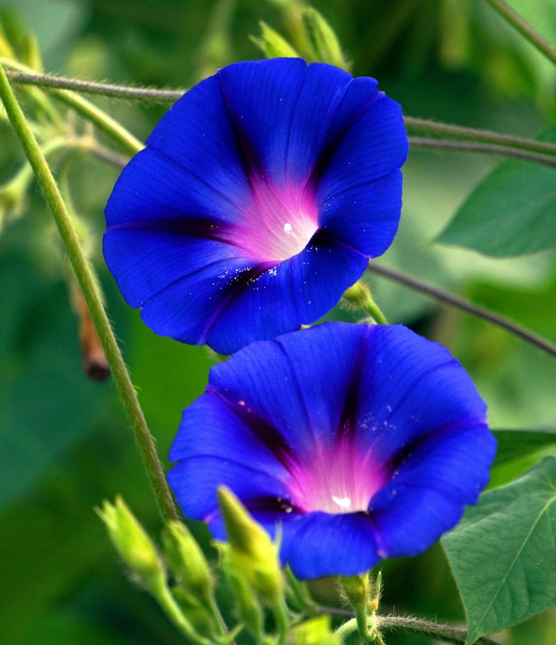 morning glory, 2K, bloom, flower, flowering plant, focus on foreground, inflorescence, no people, petal, close-up, growth, fragility, flower head, blossom