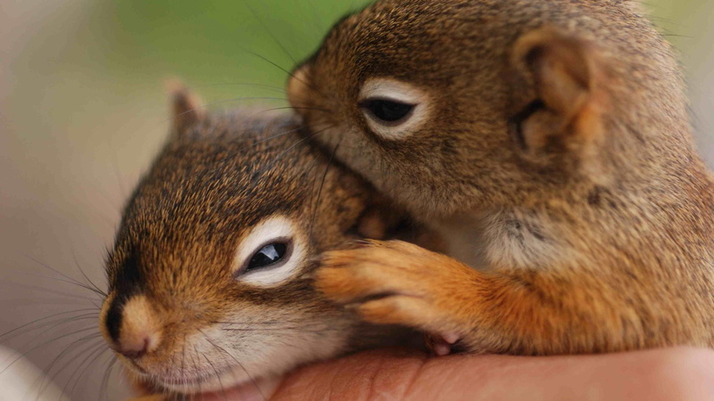 cute, 4K, squirrels, baby, squirrel