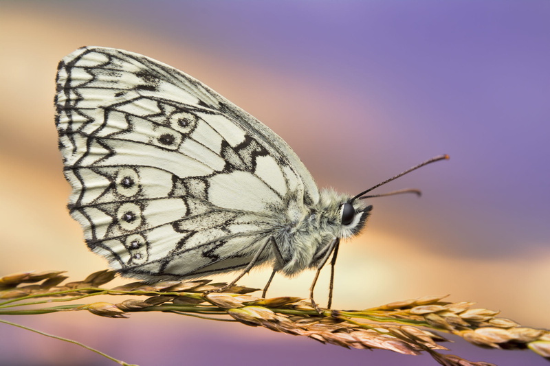 macro, summer, szachownica, brown, insect, paperkite, animal Wing, wheat, Nymphalidae, Marbled white, nature, Melanargia galathea, motyl, macro photography