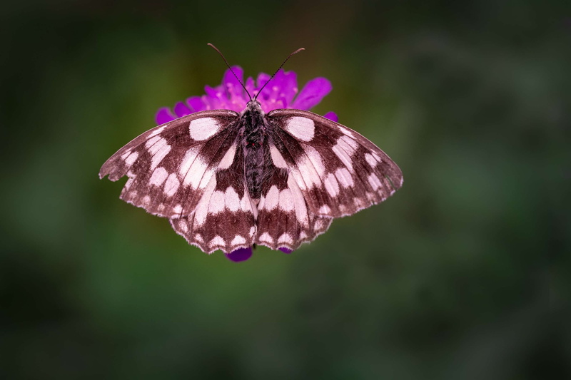 animal wing, outdoors, close, animal themes, animal, 2K, purple, no people, freshness, brown white, copy space, vulnerability, butterfly - insect, fragility