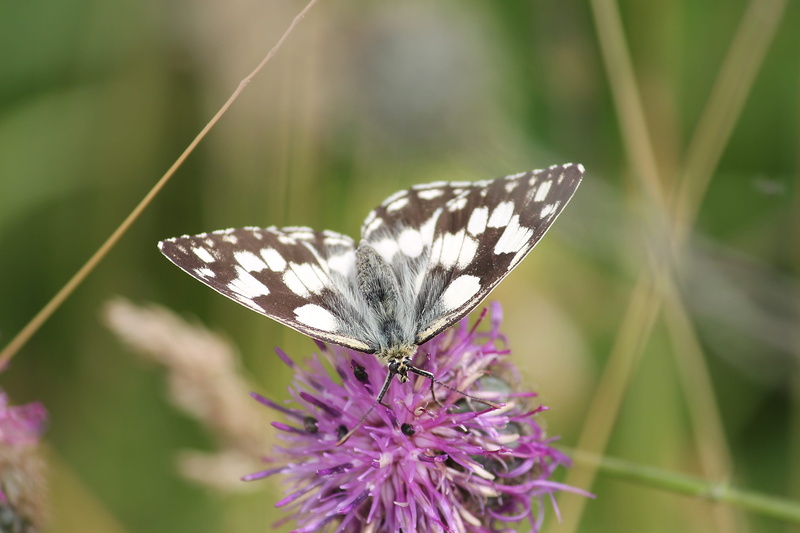 animal wildlife, animal, chessboard butterfly, clover flower, flower, animals in the wild, animal wing, butterfly, butterflies, 4K, flowering plant, animal themes