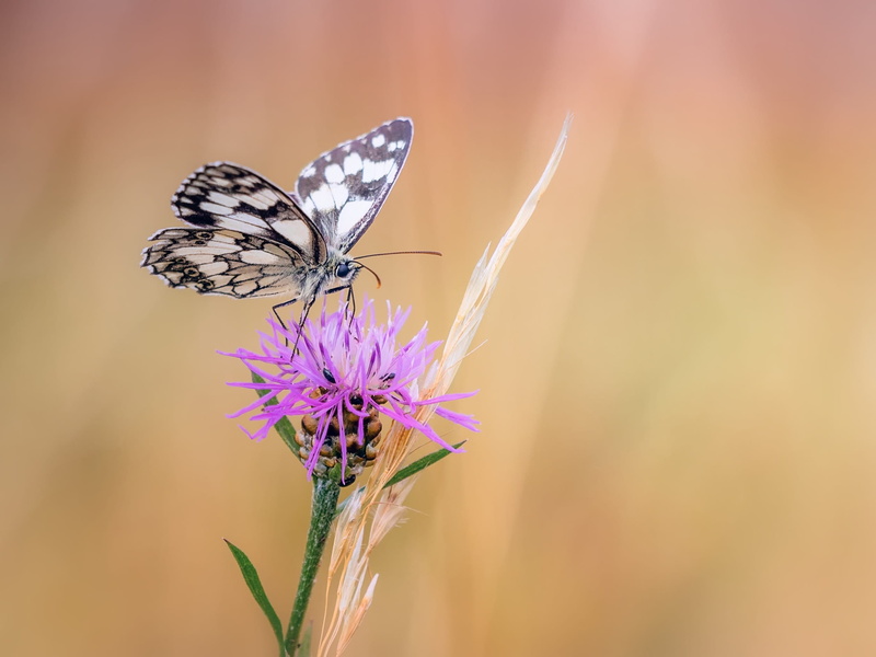 blossom, flower head, perched, nature, close, beauty in nature, wild life, chess board, butterfly, animal themes, white, closeup, animal wing, vulnerability