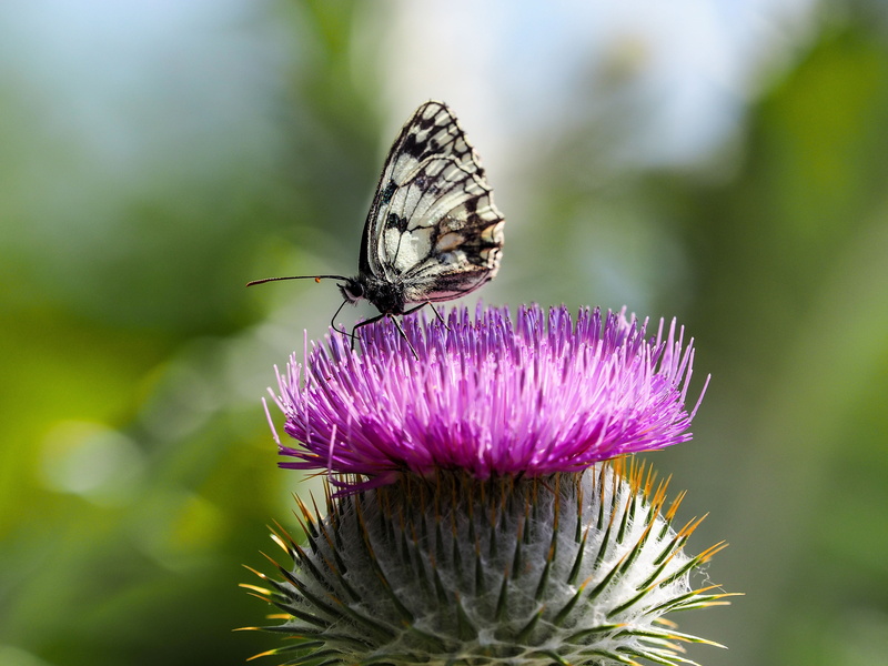 melanargia galathea, nature, 4K, vulnerability, fragility, close-up, animal wildlife, pollination, insect, thistle, springtime, outdoors, flower, freshness