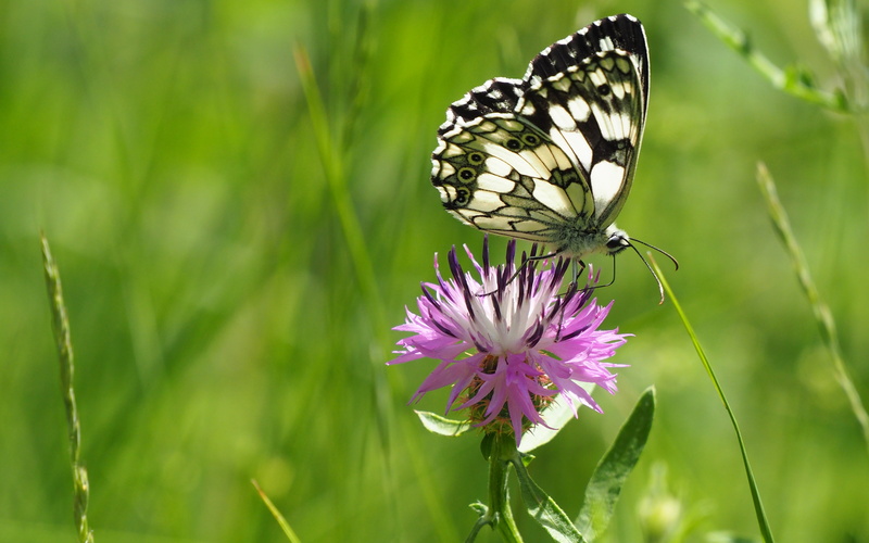 nature, invertebrate, white, petaled, freshness, flower head, petal, butterfly - insect, melanargia galathea, outdoors, vulnerability, marbled, one animal
