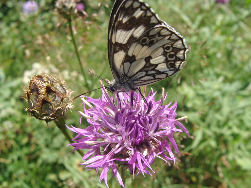 animal wing, outdoors, spring nature, nature, butterfly - insect, close-up, invertebrate, insect, animals in the wild, beauty in nature, vulnerability