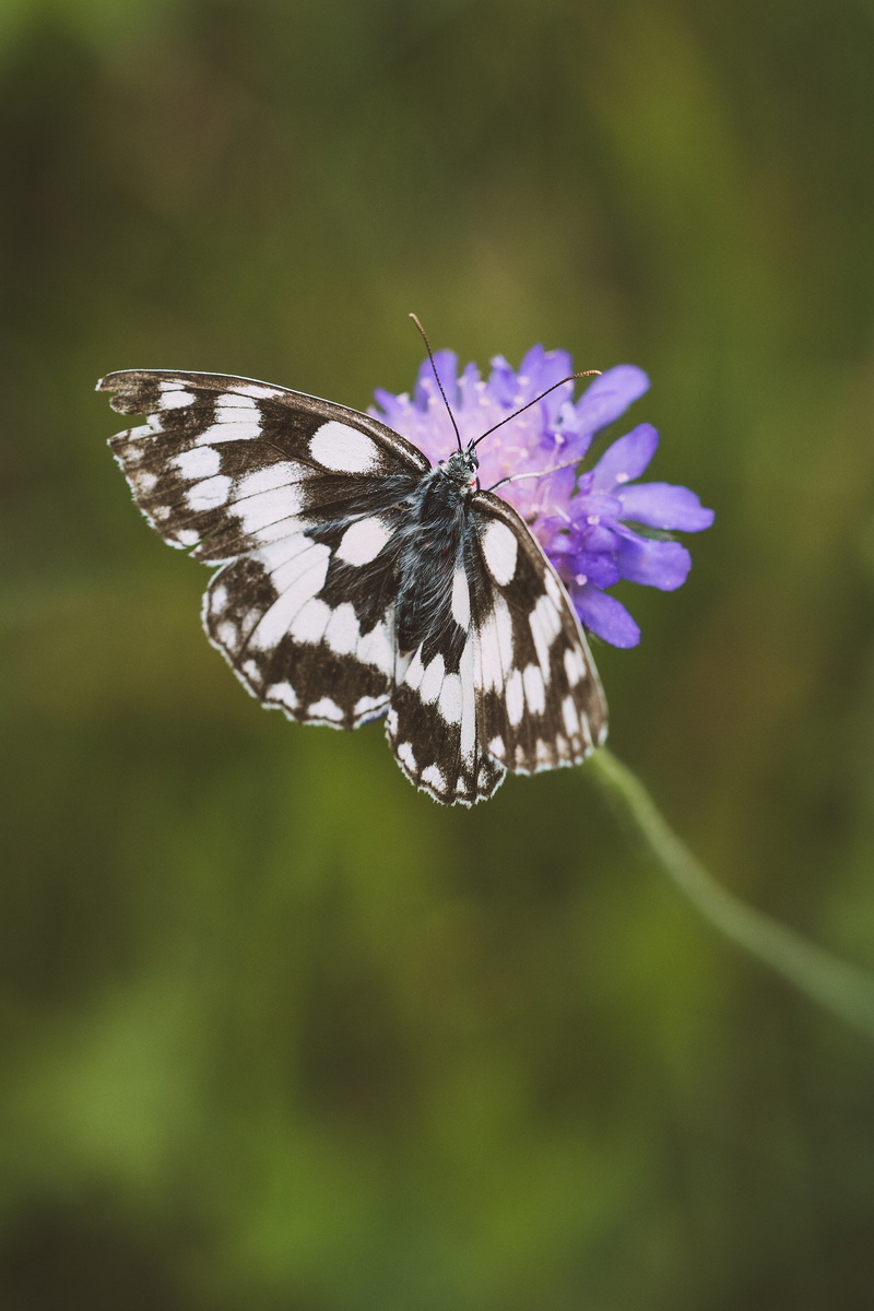 outdoors, insect, deaf-skabiose, one animal, brown white, of course, vulnerability, landed, flight insect, summer, flower head, animal, animal Wing, flowering plant