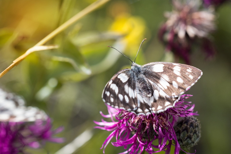 outdoors, nature, animal themes, flower head, colorful, satyrinae, close, animal, summer meadow, of course, close-up, flowering plant, flower meadow, experience nature