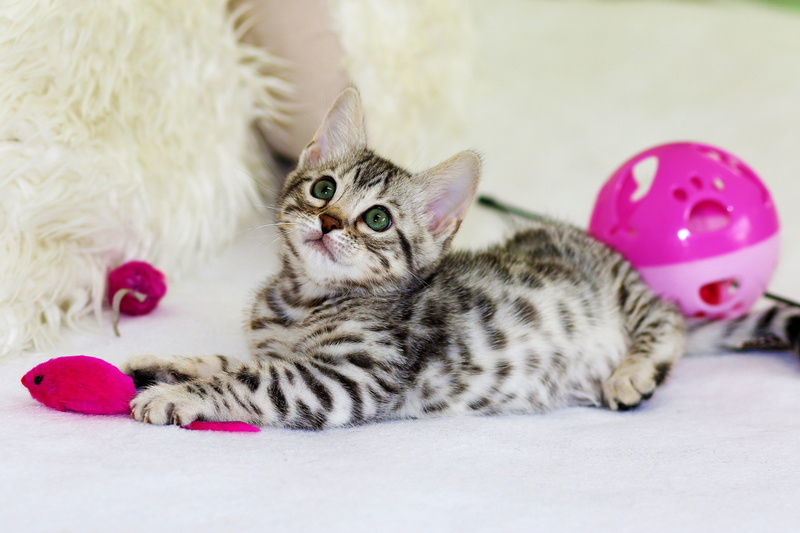 indoors, portrait, one animal, white, pets, kitten, animal, sarabi, tabby, mammal, relaxation, domestic animals, cute, lying down, mouse, animal themes